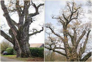 Photo de galerie - élagage et coupe d’arbres