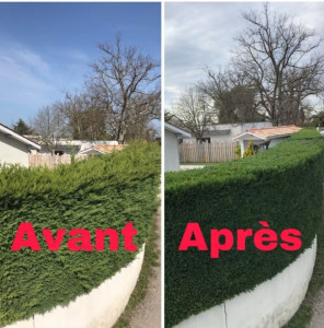Photo de galerie - Taille de haie 