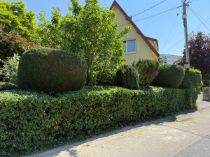 Photo de galerie - Taille de haie - forme selon exigences du client 