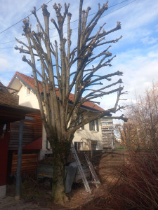 Photo de galerie - Taille des branches