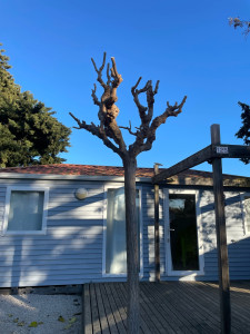 Photo de galerie - Elagage et coupe d'arbres