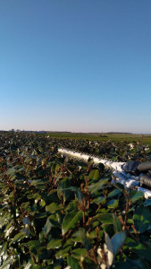 Photo de galerie - Taille de haies et d'arbustes