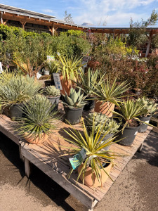 Photo de galerie - Création massif /sélection plantes
