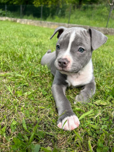 Photo de galerie - Gardé le petit chiot et promenade