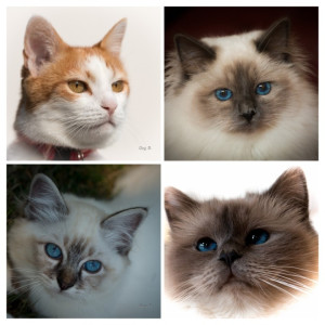 Photo de galerie - Garde chat