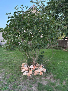 Photo de galerie - Taille de haies et d'arbustes