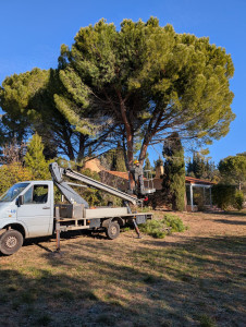 Photo de galerie - J'interviens également sur le taillage de résineux tel que le pain maritime et autres résineux sur les hauteurs véhicule adapté encore pour les hauteurs