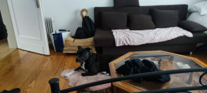 Photo de galerie - Pet sitter 