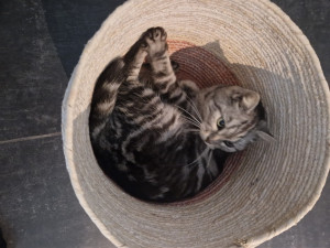 Photo de galerie - Garde chat