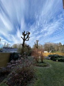 Photo de galerie - élagage de deux arbres 
