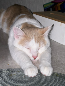 Photo de galerie - Mon petit bébé croquette 