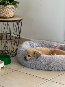 Photo de galerie - Je peut garder vos chiens 
