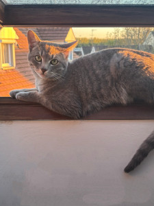 Photo de galerie - Mon compagnon ?