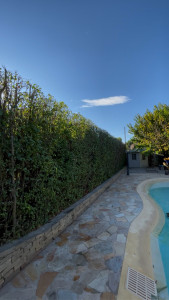 Photo de galerie - Rabattage de la hauteur de la haie 