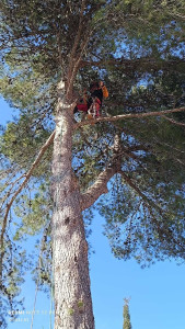 Photo de galerie - élagage pin