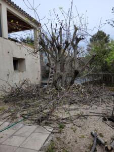 Photo de galerie - Taille un gros figuier et évacuation
