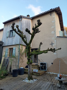 Photo de galerie - Petit élagage, taille de l'année d'un noisetier un tête de chat. APRÈS 