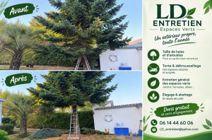 Photo de galerie - Elagage et coupe d'arbres