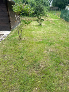 Photo de galerie - Pelouse 