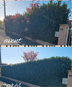 Photo de galerie - Taillage de la haie intérieur extérieur et hauteur + évacuation déchets verts 