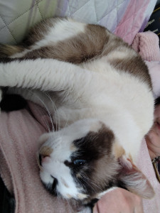 Photo de galerie - Un de mes chats 