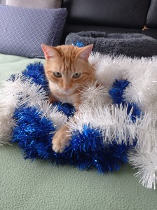 Photo de galerie - Garde chat