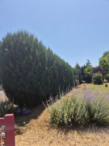 Photo de galerie - Taille de haie 