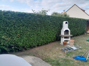 Photo de galerie - Taille de haie