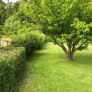 Photo de galerie - Elagage et coupe d'arbres