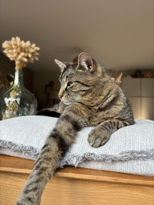 Photo de galerie - Garde animal 