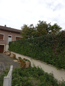 Photo de galerie - Rabattage d'une haie de thuya 