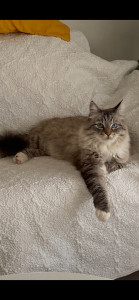 Photo de galerie - Garde chat