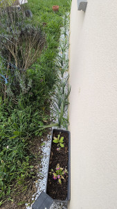 Photo de galerie - Plantation de fleur