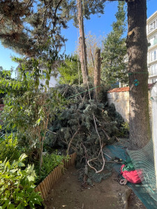 Photo de galerie - Grand sapin