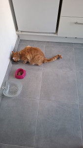 Photo de galerie - Garde chat