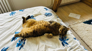 Photo de galerie - Mon chat Luco