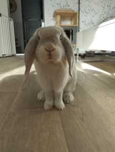 Photo de galerie - Garde animaux