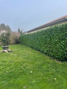 Photo de galerie - Taille d’une haie de laurier 