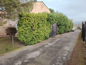 Photo de galerie - Taille de haies et d'arbustes