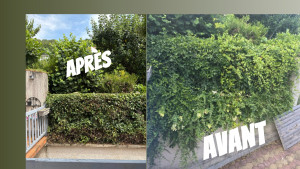 Photo de galerie - Taille de haies et d'arbustes