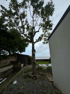 Photo de galerie - étêtage et Elaguage d’arbres 