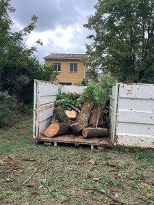 Photo de galerie - Abattage d’un arbre résineux 