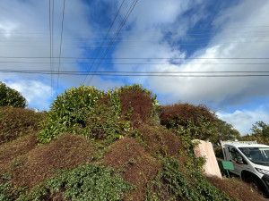 Photo de galerie - Tonte de pelouse - Débroussaillage