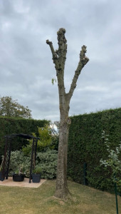 Photo de galerie - élagage acacia 