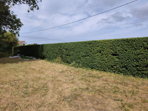 Photo de galerie - Taille de haie de troènes 