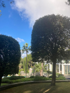 Photo de galerie - Elagage et coupe d'arbres