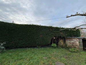 Photo de galerie - Taille de haie
