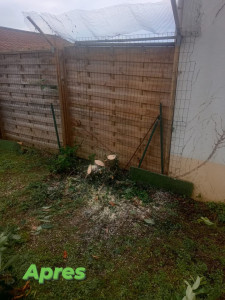 Photo de galerie - Elagage et coupe d'arbres