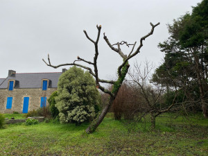 Photo de galerie - Élagage