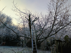 Photo de galerie - Elagage et coupe d'arbres